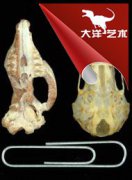 哺乳動物的繁盛與恐龍的滅絕密切相關(guān) 哺乳動物的繁盛與恐龍的滅絕密切相關(guān)